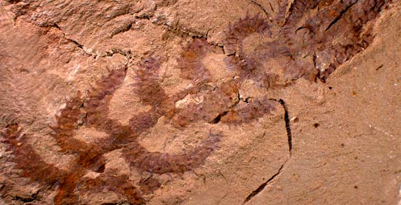 La 'Diania cactiformis' puede ser el antepasado m&aacute;s antiguo descubierto hasta ahora de las actuales ara&ntilde;as