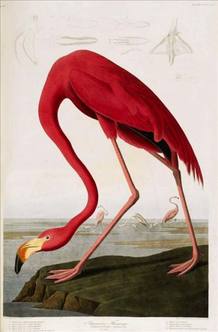 Dibujo de 'Aves de Am&eacute;rica' de John James Audubon