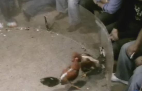 Diez detenidos por peleas de gallos clandestinas en Girona