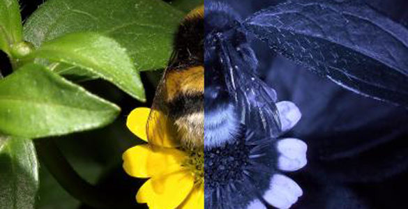 Diferencia de cómo percibimos nosotros los colores y cómo lo hacen las abejas Diferencia de cómo percibimos nosotros los colores y cómo lo hacen las abejas