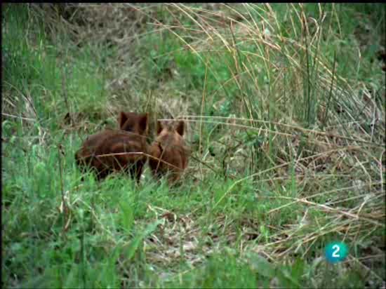 El hombre y la tierra - Diferentes nombres de los jabal&iacute;es