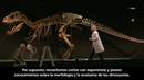 Ir al Video&nbsp;Dinosaurios. Tesoros del desierto del Gobi.