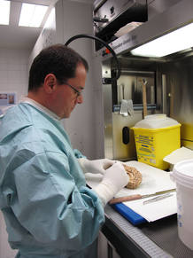 El director del BT-CIEN, Alberto R&aacute;bano, prepara un cerebro del banco para su clasificaci&oacute;n.