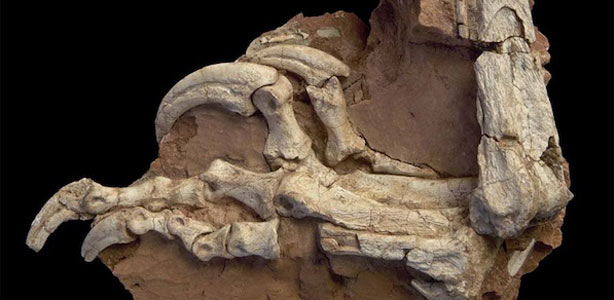 La doble garra del 'drag&oacute;n fornido', el primo del velociraptor