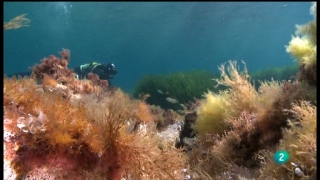 Ver v&iacute;deo  'El documental - Asedio a la posidonia'