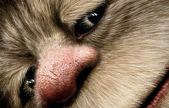 D&iacute;as de cine - 'Donde viven los monstruos'