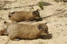 Dos cachorros de lince ib&eacute;rico esperan el momento de dar caza a una presa