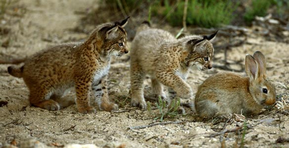 Dos cachorros de lince ib&eacute;rico, el felino m&aacute;s amenazado del mundo, observan un conejo