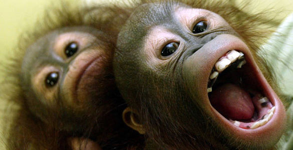 Dos cr&iacute;as de orangut&aacute;n balance&aacute;ndose en un columpio