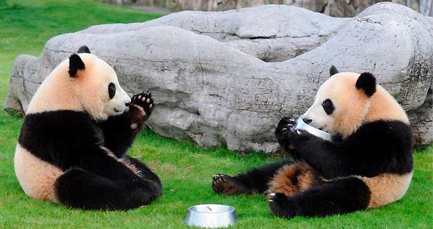 Dos osos panda en un zoo de Jap&oacute;n