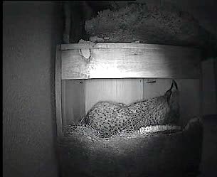 Ver v&iacute;deo  'Los dos primeros linces nacidos en cautividad en Portugal'