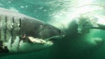 Dos tiburones blancos acerc&aacute;ndose a la ballena sin competir
