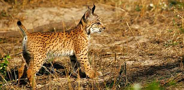 Drago, uno de los linces ib&eacute;ricos nacidos en cautividad