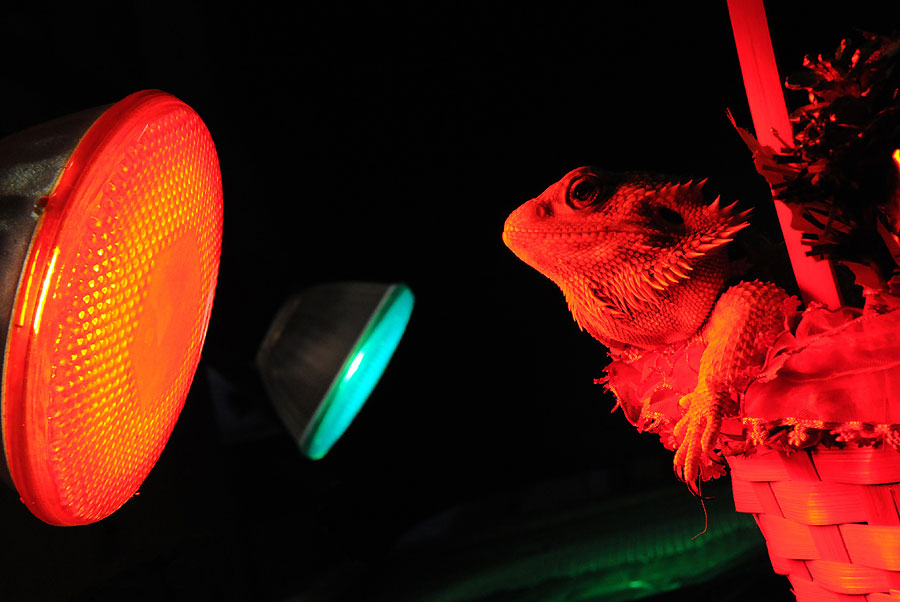 El drag&oacute;n bajo la luz de Navidad