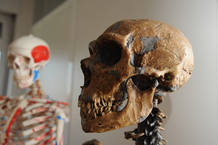 Cr&aacute;neo neandertal en primer plano; al fondo, reproducci&oacute;n de H.sapiens