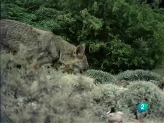 El hombre y la tierra - La dulzura de una madre