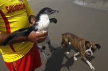 Durante su escala en Lima, Tom&aacute;s tuvo tiempo incluso de conocer otras especies animales como los perros
