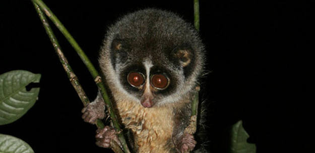 Un ejemplar macho adulto de Loris esbelto de los llanos de Horton