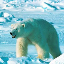 Ejemplar de oso blanco