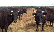 Ejemplares de wagyu en la granja de Burgos