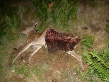 Corzo devorado por un lobo en los Montes do Invernadeiro, Ourense.