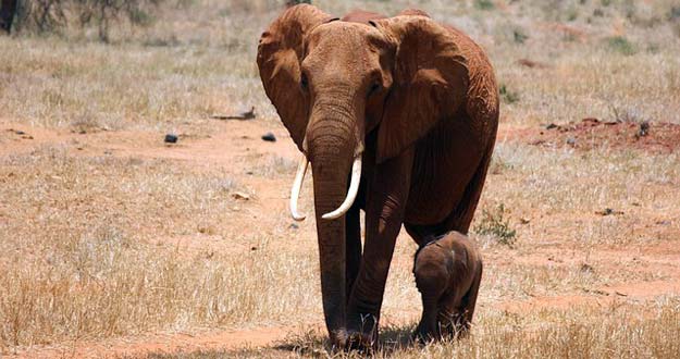 Un elefante con su cría en el parque nacional de Tsavo en Kenia.