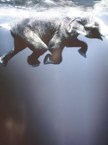 Un elefante nadando