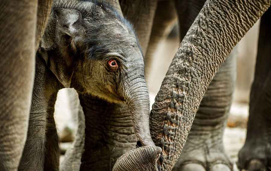 Un elefante recién nacido