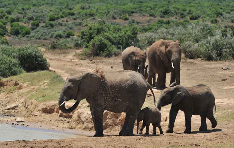 Elefantes en Sudáfrica