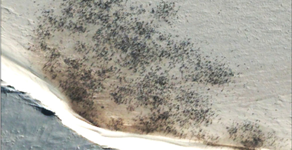 Las im&aacute;genes de alta resoluci&oacute;n han permitido a los cient&iacute;ficos distinguir entre los ping&uuml;inos, sus excrementos y el hielo