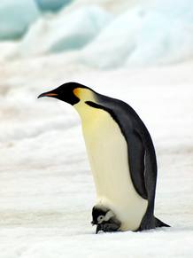 El ping&uuml;ino emperador es la &uacute;nica especie de ping&uuml;ino que se reproduce durante el invierno ant&aacute;rtico
