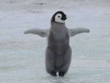 Como todos los ping&uuml;inos, el emperador tampoco puede volar, pero su cuerpo est&aacute; adaptado para un h&aacute;bitat marino