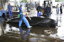 Empleados japoneses limpian una ballena que acaban de cazar