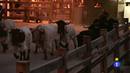 Ir al Video&nbsp;El encierrillo de San Ferm&iacute;n