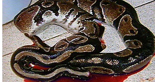 ENCUENTRA UNA SERPIENTE PIT&Oacute;N AL UTILIZAR EL V&Aacute;TER PARA ORINAR A MEDIANOCHE