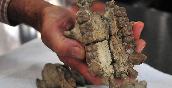 Encuentran el cráneo completo de un simio que vivió hace 20 millones de años Encuentran el cráneo completo de un simio que vivió hace 20 millones de años
