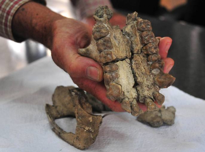 Encuentran el cráneo completo de un simio que vivió hace 20 millones de años Encuentran el cráneo completo de un simio que vivió hace 20 millones de años