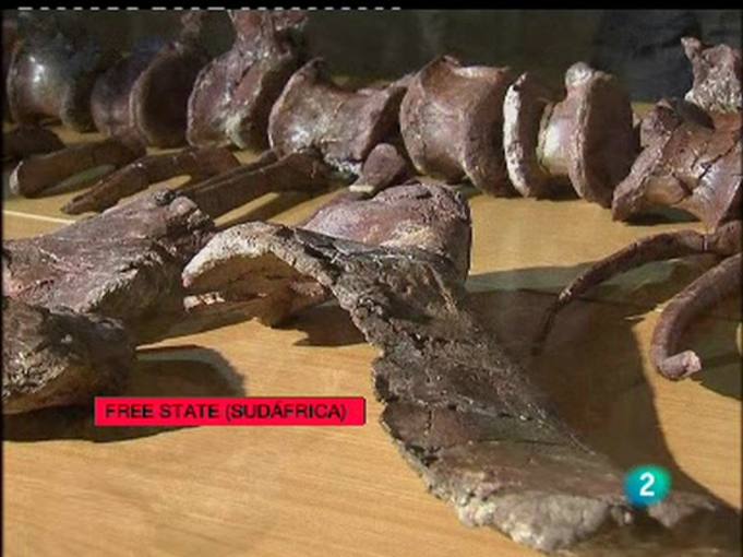 Ir al Video&nbsp;Encuentran el que podr&iacute;a ser el "eslab&oacute;n perdido" de los dinosaurios