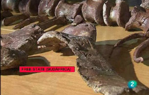 Ver v&iacute;deo  'Encuentran el que podr&iacute;a ser el "eslab&oacute;n perdido" de los dinosaurios'