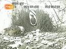 Ir al Video&nbsp;Las enga&ntilde;osas artes amatorias del pergolero