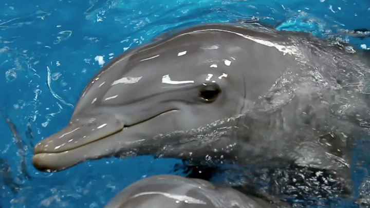 Redes - Entender a los delfines