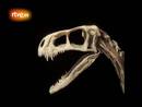 Ir al Video&nbsp;El Eodromaeus, el pariente diminuto del 'Tyrannosaurus rex'