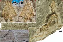 Epidexipteryx hui , el primer p&aacute;jaro del mundo