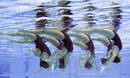 El equipo espa&ntilde;ol de nataci&oacute;n sincronizada practica el ejercicio antes de la prueba de rutina t&eacute;cnica de nataci&oacute;n sincronizada.