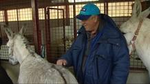 Ocuparse del bienestar animal ayuda a personas con patologías mentales Ocuparse del bienestar animal ayuda a personas con patologías mentales
