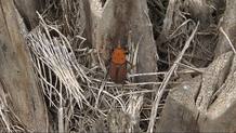 El escarabajo rojo también conocido como picudo de la palmera El escarabajo rojo también conocido como picudo de la palmera