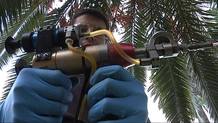 Inyección de productos químicos en una palmera Inyección de productos químicos en una palmera