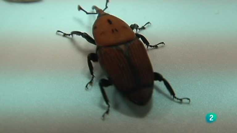 El escarabajo verde - Escarabajo de destrucción masiva