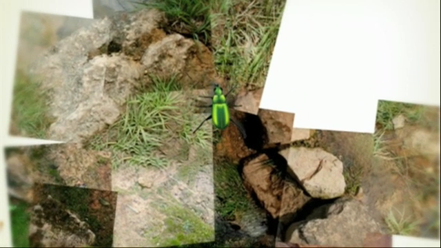 El escarabajo verde - La erupción del Teneguía -Avance El escarabajo verde - La erupción del Teneguía -Avance