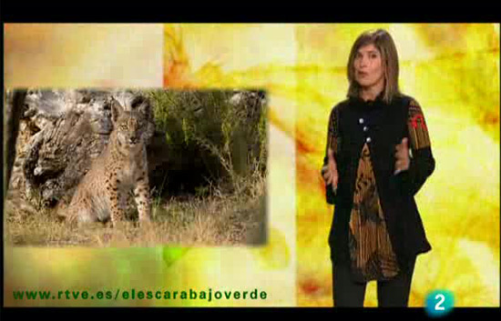 Ver v&iacute;deo  'El escarabajo verde - Especies en alerta roja'